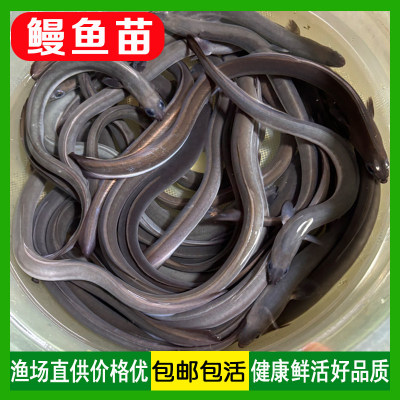 鳗鱼苗白鳝鲡苗河花淡水