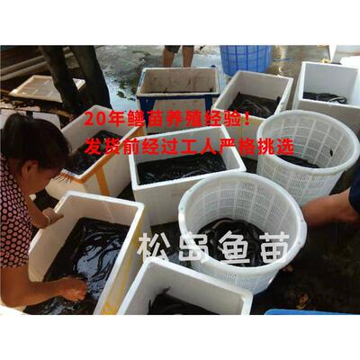 鳗鱼苗淡水养殖鱼苗白鳝白鳗鳗鱼河鳗苗