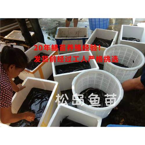 鳗鱼苗淡水养殖鱼苗白鳝白鳗鳗鱼河鳗苗