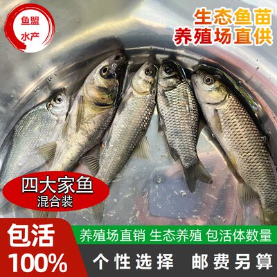草鱼苗青鱼苗螺蛳青胖头花鲢白鲢鳊鱼鲫鱼苗活体鱼苗淡水养殖食用