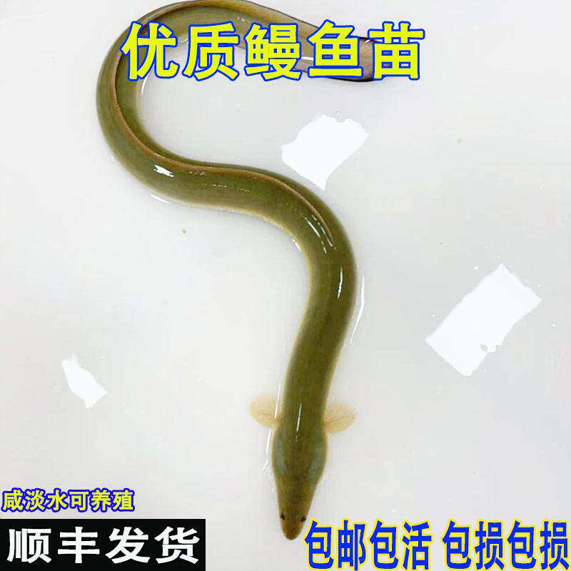 鳗鱼咸水淡水养殖观赏鱼鱼塘鱼缸养殖食用白鳗河鳗鱼鲜活可混养