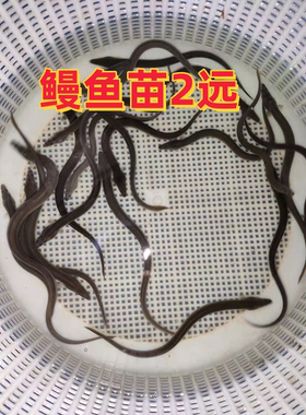 鳗鱼苗淡水鱼塘养殖河鳗鱼苗 白鳗鲡苗 白鳝鱼苗江鳗白鳗鱼苗花鳗
