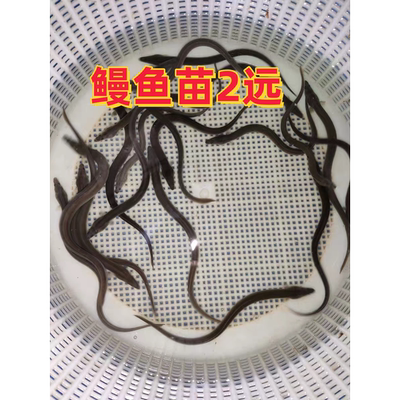 鳗鱼苗淡水鱼塘养殖河鳗鱼苗 白鳗鲡苗 白鳝鱼苗江鳗白鳗鱼苗花鳗