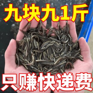 台湾泥鳅苗 筏钓龙鱼乌龟活体饲料 小泥鳅苗泥鳅苗活体泥鳅苗