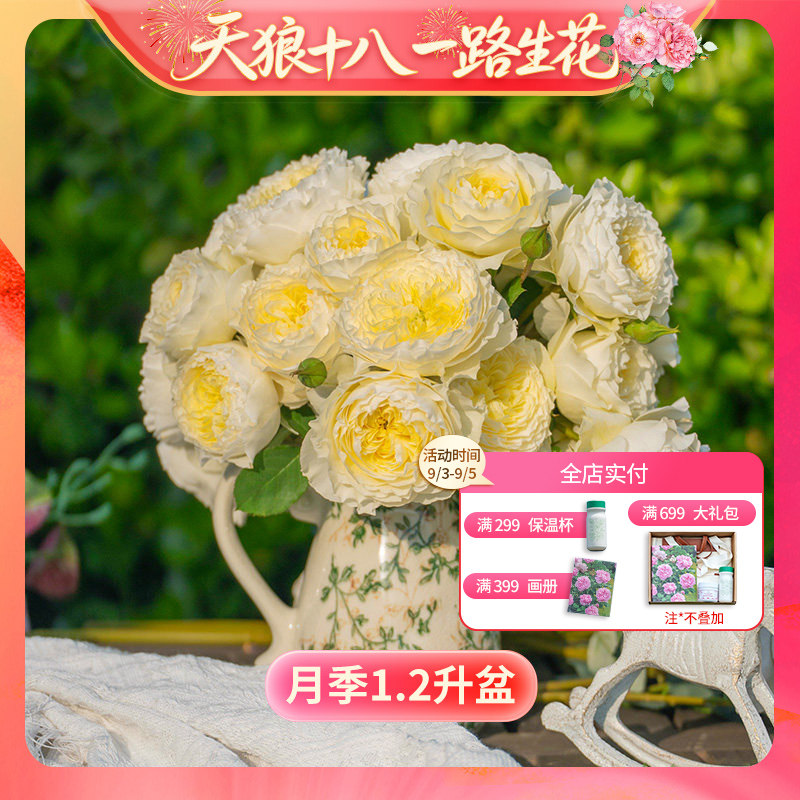 【18周年庆-1.2升盆】天狼月季易养护庭院花园植物玫瑰花卉盆栽苗