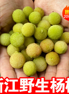 村长夫人正宗浙江绍兴新鲜青生杨梅鲜果野生山杨梅酸水果泡酒专用