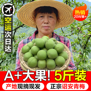 2024诏安青梅果新鲜现摘当季野生泡酒酸梅子酵素孕妇水果5斤散装
