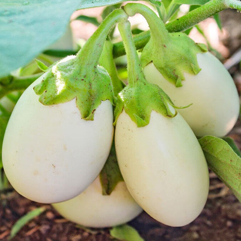 白茄子种籽圆茄种苗长茄鸡蛋茄蛋茄种苗四季盆栽茄苗观赏蔬菜苗孑,鲜花速递/花卉仿真/绿植园艺,种苗/半成品盆栽,淘宝优惠券,粉丝福利购,淘宝优惠卷
