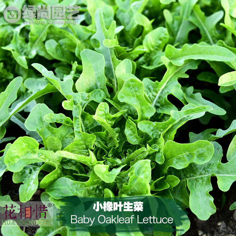 小橡叶生菜种子进口四季播种地栽阳台盆栽蔬菜种籽叶菜绿碎叶生菜,鲜花速递/花卉仿真/绿植园艺,家庭园艺种子,淘宝优惠券,粉丝福利购,淘宝优惠卷