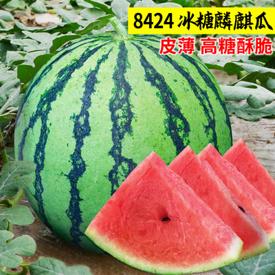 西瓜种籽苗早佳8424种苗麒麟瓜南方盆栽蔬菜孑懒汉春四季秧苗大全