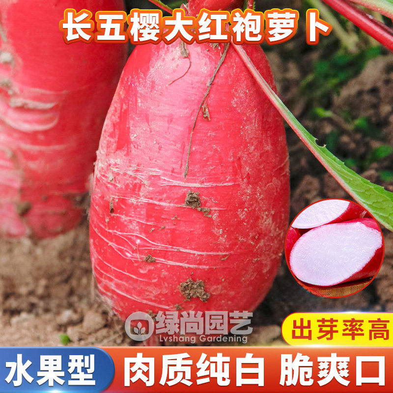 长五樱大红袍水果萝卜种子红水果萝卜种籽四季田园盆栽蔬菜种子孑,鲜花速递/花卉仿真/绿植园艺,家庭园艺种子,淘宝优惠券,粉丝福利购,淘宝优惠卷