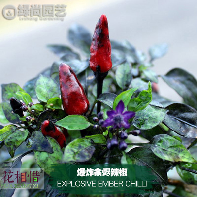 爆炸余烬辣椒种子进口中高辣四季播种阳台盆栽蔬菜种籽瓜果辣椒苗