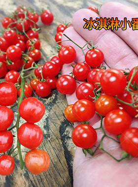 冰淇淋番茄种子籽樱桃蕃茄圣女果红色阳台盆栽四季蔬菜西红柿千禧