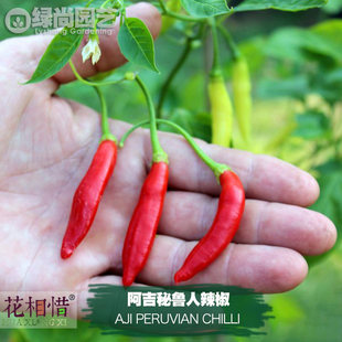 阿吉秘鲁人辣椒种子进口中辣四季播种阳台盆栽蔬菜种籽瓜果辣椒苗