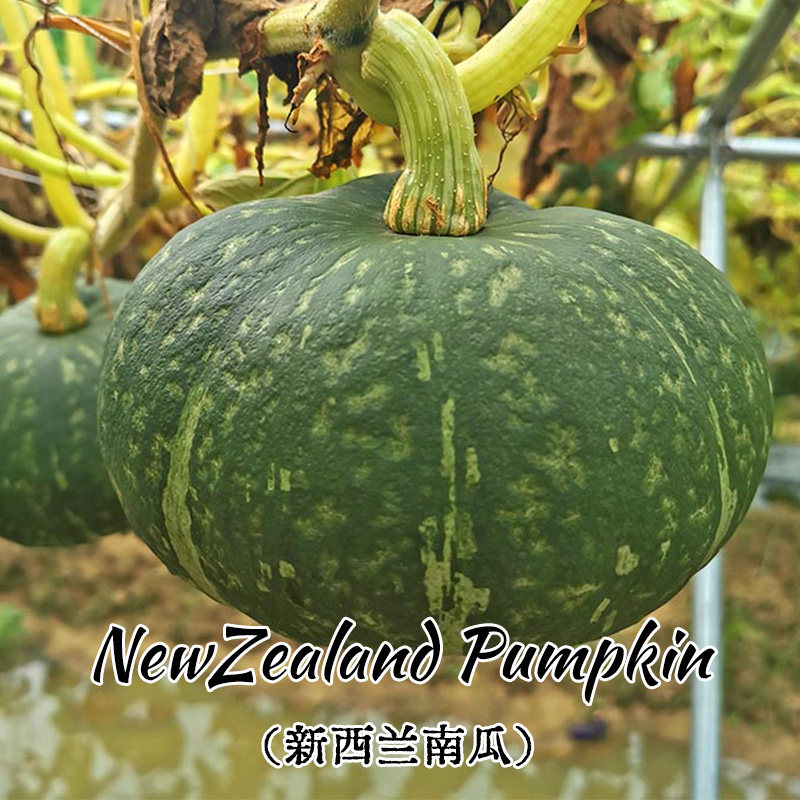 新西兰南瓜种苗高产香甜板栗味种籽春秋四季播盆栽种植籽种蔬菜苗,鲜花速递/花卉仿真/绿植园艺,家庭园艺种子,淘宝优惠券,粉丝福利购,淘宝优惠卷