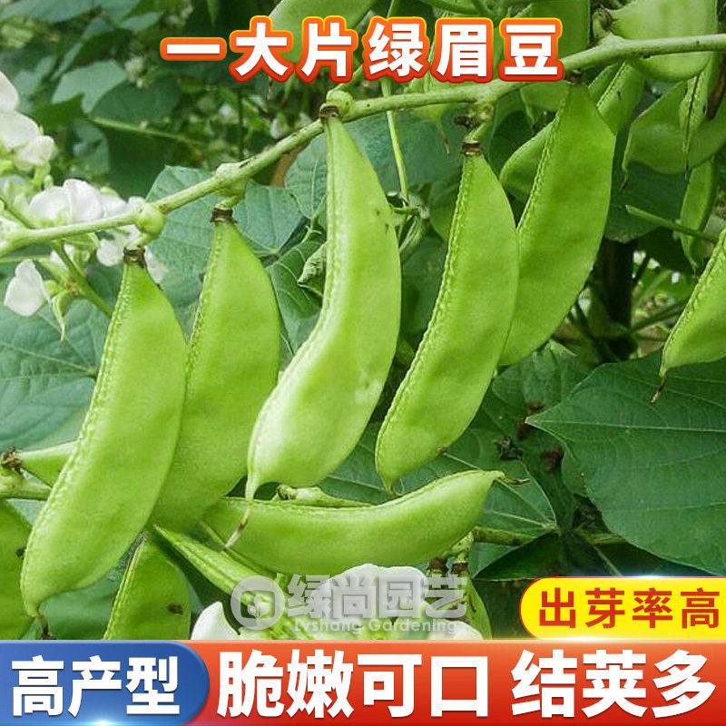 猪耳朵眉豆种子绿扁豆角种籽紫边扁豆籽爬藤茶豆多茬四季蔬菜种子,鲜花速递/花卉仿真/绿植园艺,家庭园艺种子,淘宝优惠券,粉丝福利购,淘宝优惠卷