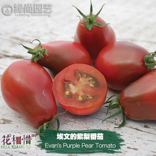 埃文的紫梨番茄种子进口西红柿四季播盆栽蔬菜种籽瓜果樱桃番茄苗