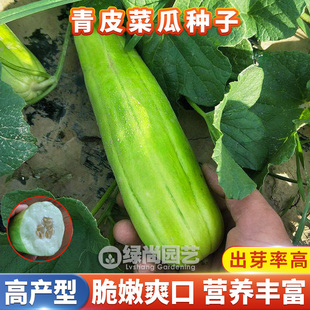 青皮菜瓜种子菜香瓜种籽水果甜瓜苗阳台庭院盆栽四季瓜果蔬菜种苗