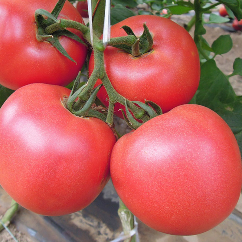 粉妞番茄种子番茄苗西红柿种籽阳台盆栽四季播蔬菜种孑非转基因,鲜花速递/花卉仿真/绿植园艺,家庭园艺种子,淘宝优惠券,粉丝福利购,淘宝优惠卷