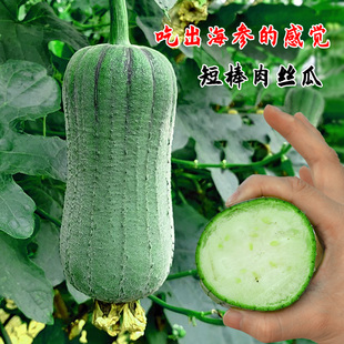 鼎牌硬果海参短棒肉丝瓜种苗种籽农家早熟高产春季四季蔬菜孑籽种