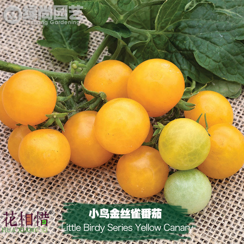 小鸟黄金丝雀番茄种子进口西红柿四季盆栽蔬菜种籽瓜果樱桃番茄苗