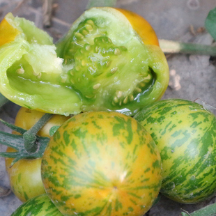 绿绣球小番茄种苗超甜圣女果苗樱桃西红柿种籽盆栽四季蔬菜种苗