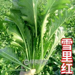 大叶雪里红种子四季播种庭院阳台宽叶雪里蕻雪菜种籽盆栽蔬菜种子