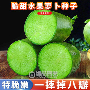 脆甜水果青萝卜种子青水果萝卜种籽潍坊青萝卜四季盆栽蔬菜种子孑