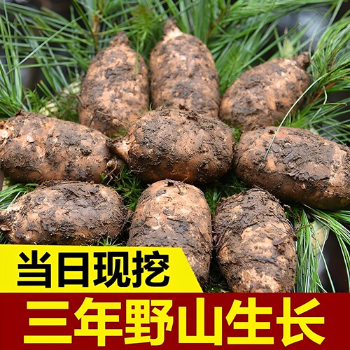 云南昭通野山新鲜现挖天麻无硫