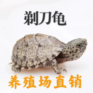 剃刀龟蛋剃头龟蛋网红蛋龟深水龟宠物小乌龟包受精包孵化送工具
