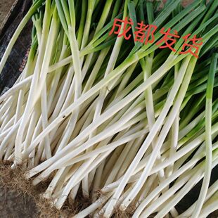 新鲜四川大葱去皮中等粗细农家现挖葱白鲜嫩产地直发盐帮川菜佐料