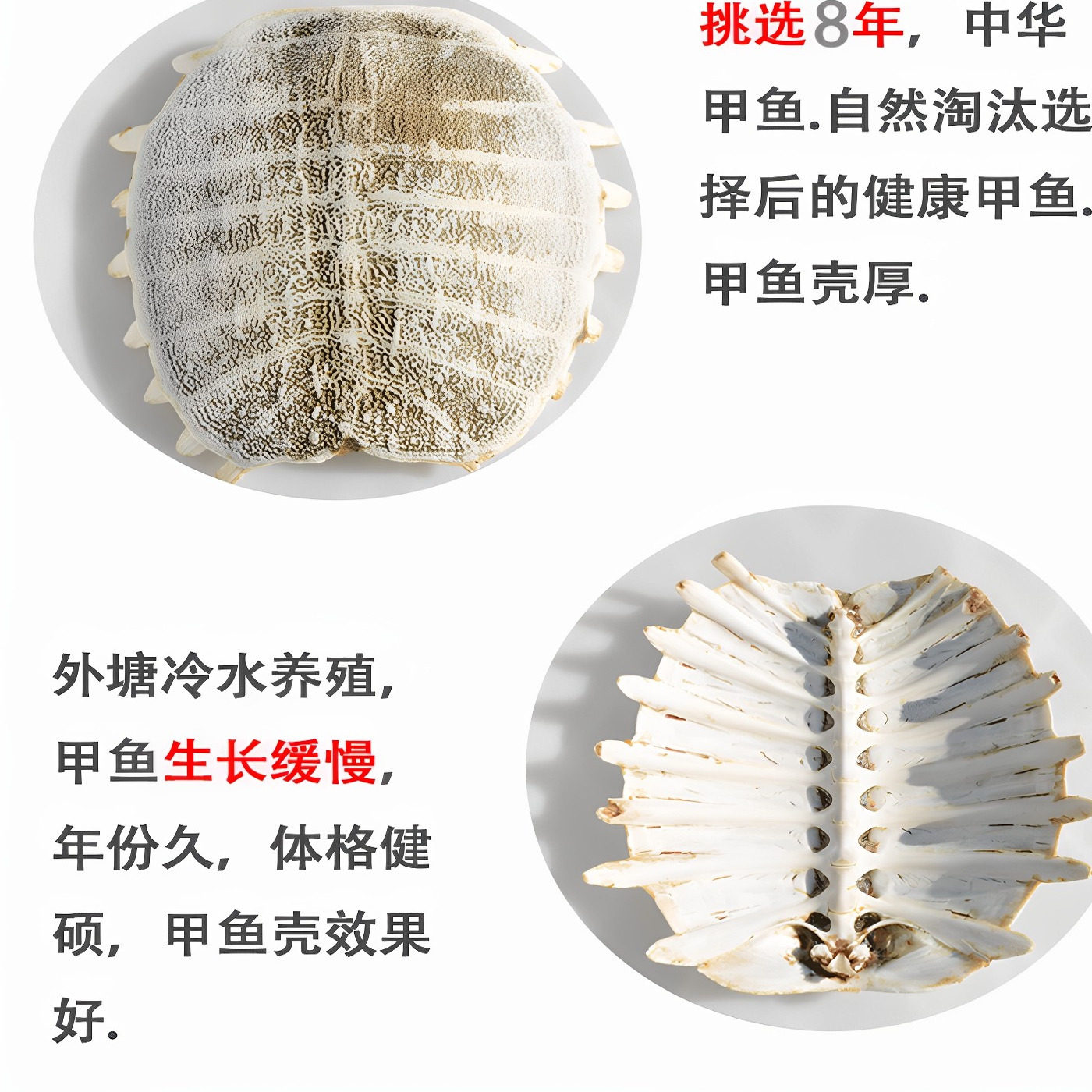 自家养殖场生晒中华鳖鳖甲中药材鳖壳甲鱼壳鳖盖子王八壳可磨粉,宠物/宠物食品及用品,龟/鳖,淘宝优惠券,粉丝福利购,淘宝优惠卷