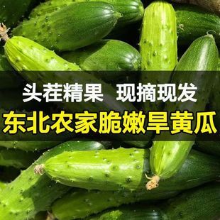 水果黄瓜新鲜生吃新鲜当季 时令蔬菜白玉无刺山东旱生吃小黄瓜青瓜