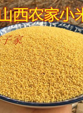 山西小米自留种无污染黄小米
