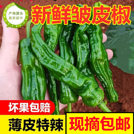 安徽特产小皱皮辣椒薄皮特辣新鲜螺椒超辣土辣椒螺丝椒皱皱香辣椒