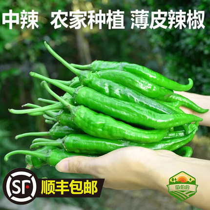 【顺丰包邮】正宗湘妍55号辣椒软薄皮新鲜微中辣虎皮青椒牛角尖椒