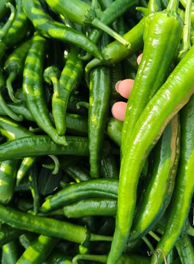 湘研55号新鲜薄皮青椒早尖辣椒农家自种微辣蔬菜软皮青椒现摘现发