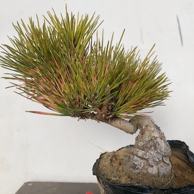 一物一拍实物拍摄 红孔雀黑松盆景老桩造型三河盆景微型小耐寒