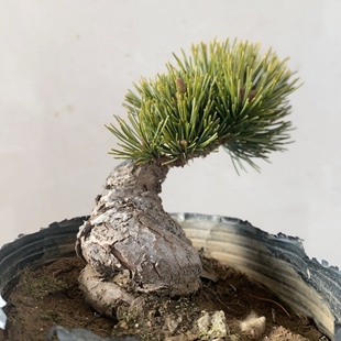 一物一拍实物拍摄金针大阪松五针松明星老桩造型盆景小品桌面办桌