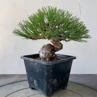 一物一拍实物拍摄三河黑松盆景老桩造型盆景五针松明星宫岛大阪松