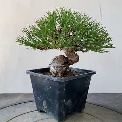 一物一拍实物拍摄三河黑松盆景老桩造型盆景五针松明星宫岛大阪松