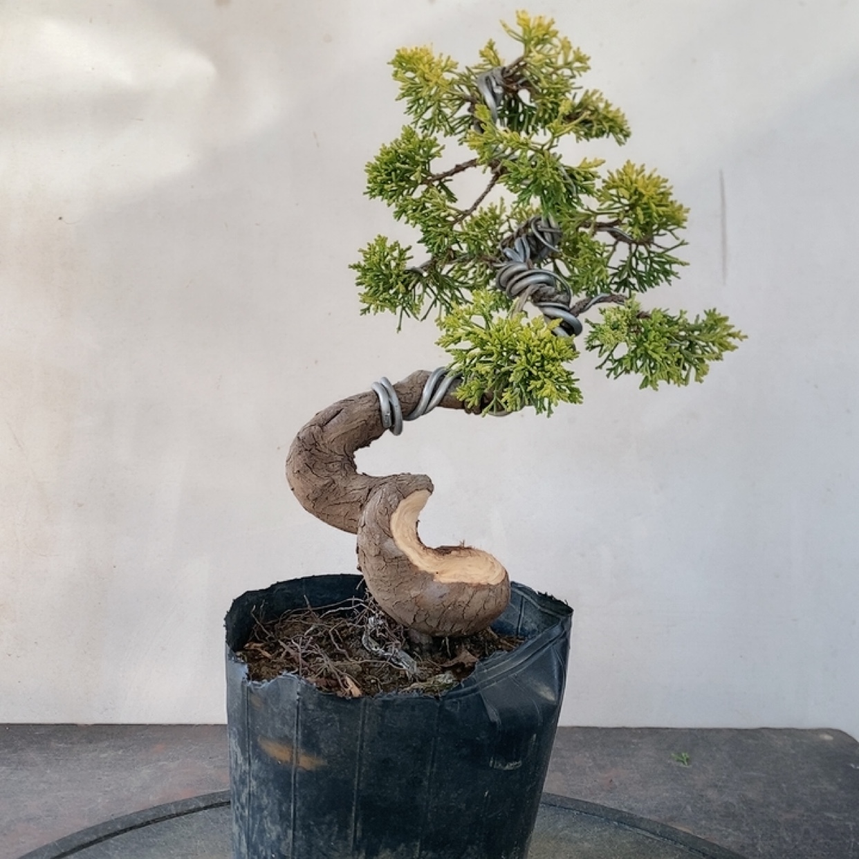 一物一拍实物黄金针柏新西兰珍珠柏济州针柏系鱼川老桩造型盆景