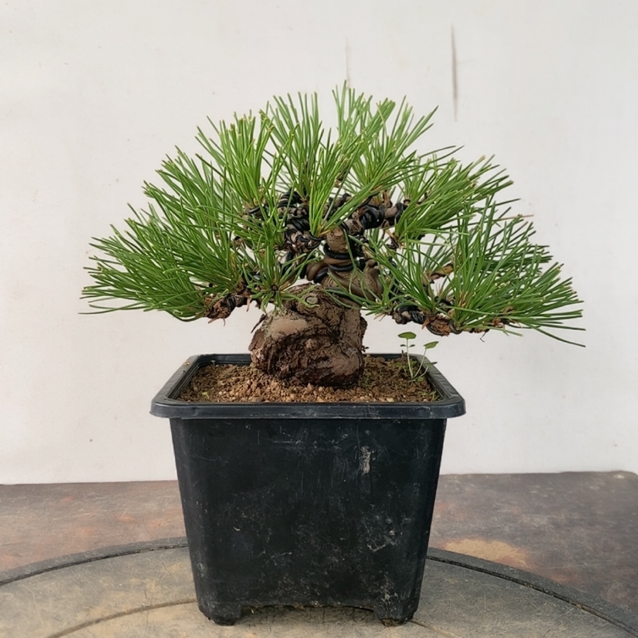 一物一拍实物拍摄 黑松童子功 三河黑松 老桩小品 微型盆景素材