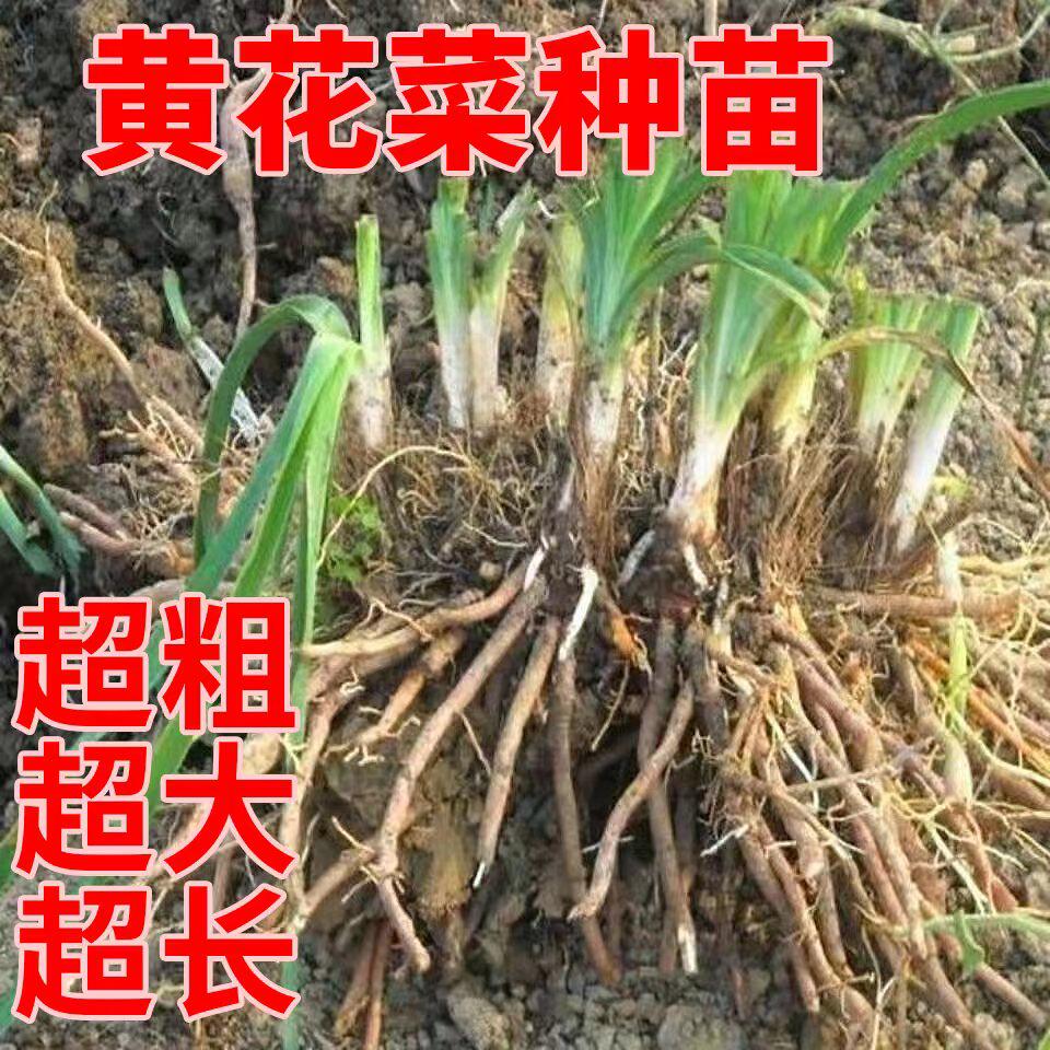 其它蔬菜种根苗可观赏可食用