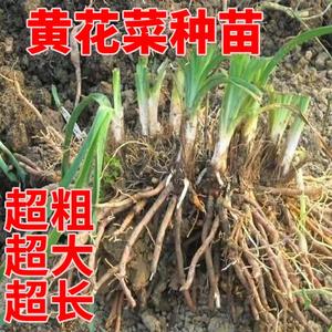 其它蔬菜种根苗可观赏可食用