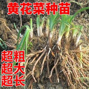 正棕祁东黄花菜种苗黄花菜根，金针菜苗特产粗高产四季种植易活