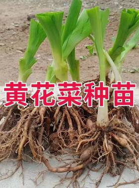 四季可种植食用黄花菜苗