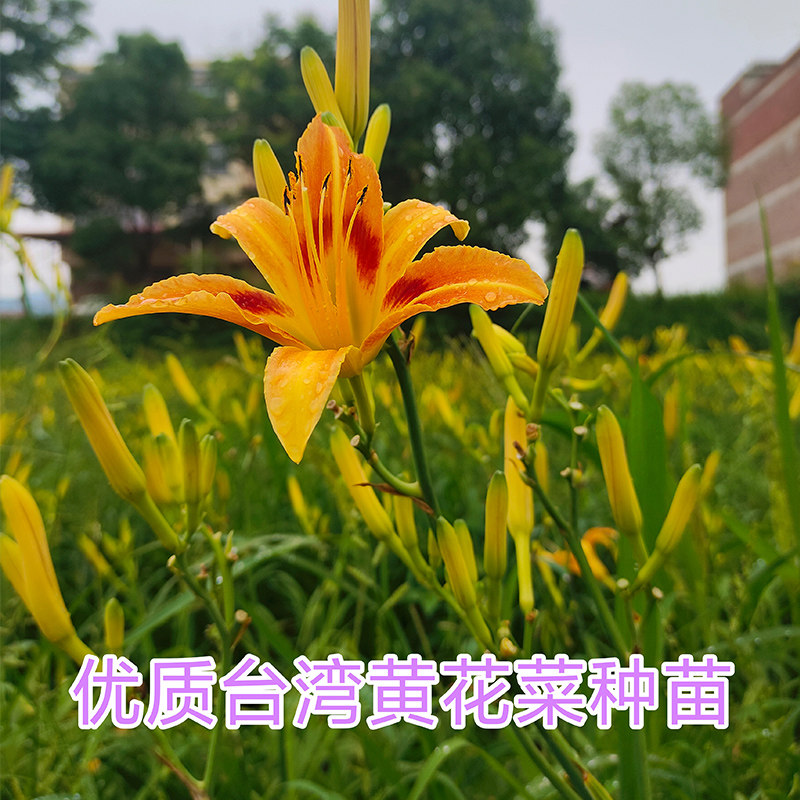 台湾黄花菜种苗根金针菜苗食用蔬菜苗阳台盆栽庭院种植四季易活