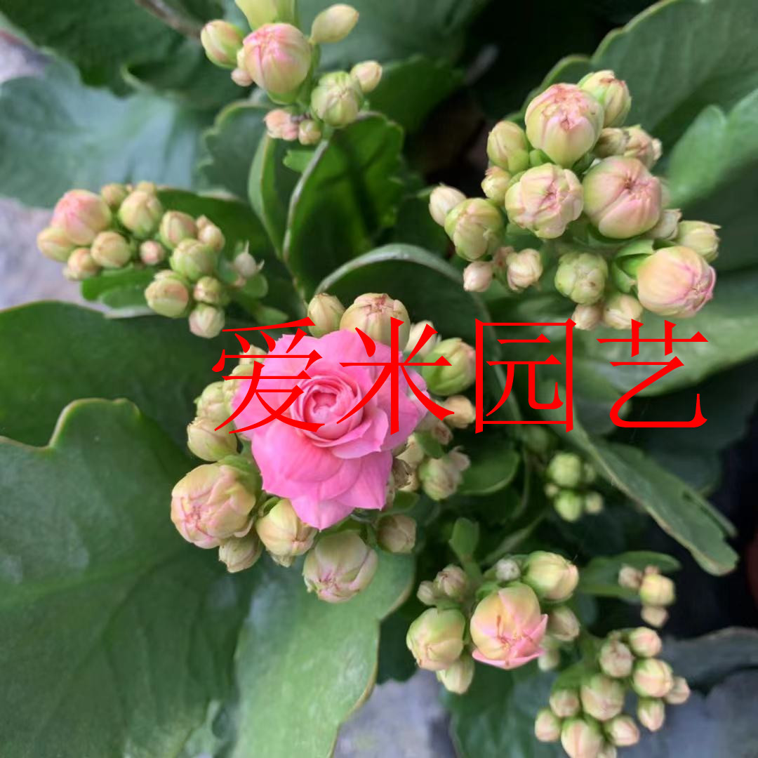 爱米园艺长寿花重瓣阳台开花花卉-大花新品粉色-樱花粉