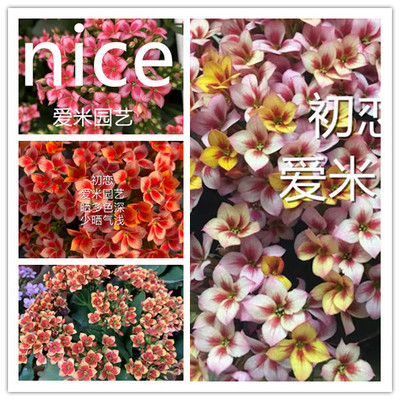 园艺单瓣平安夜长寿花